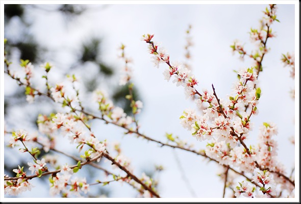 blossoms pine bokeh