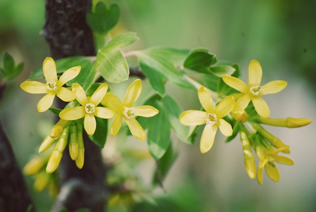 [yellow bush[4].jpg]