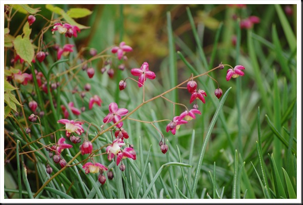 tiny pink