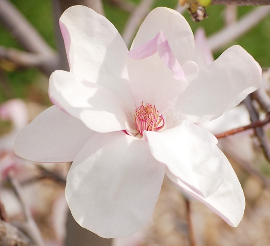 [magnolia[4].jpg]