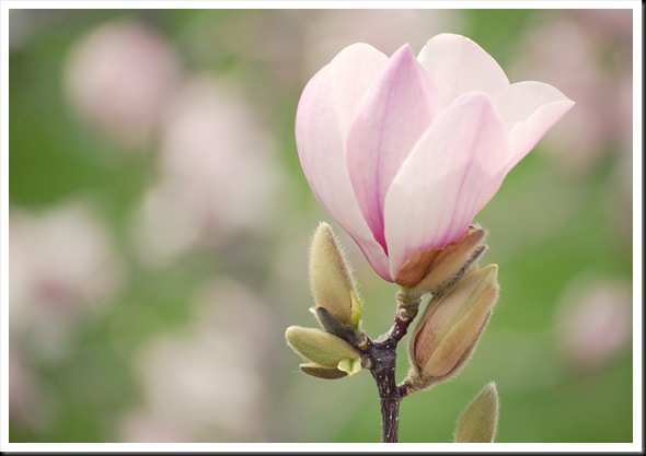 Magnolia