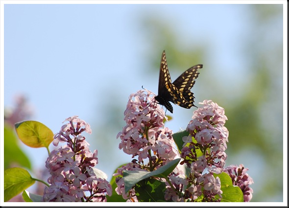 Swallowtail