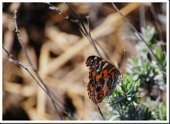 orange butterfly2