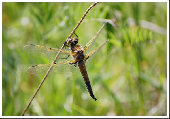 dragonfly hawk