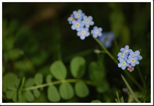 forgetmenot