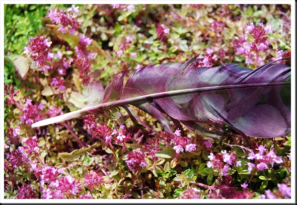 CROW Feather Hydrangea CROW Feather Hydrangea