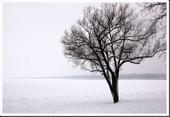 Tree River Snow
