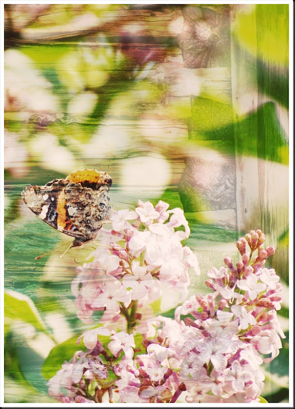 BUTTERFLIES Painted Lady and Barnboard BUTTERFLIES Painted Lady and Barnboard
