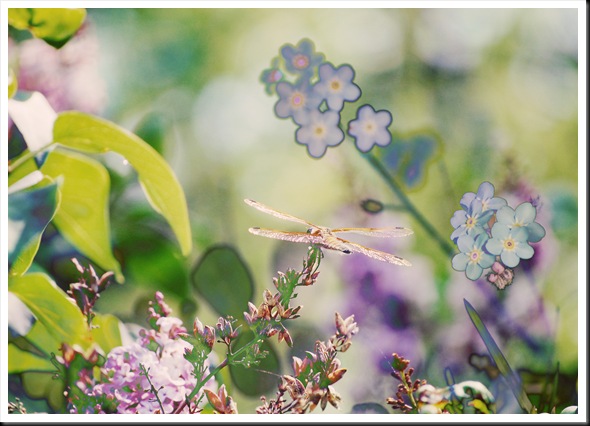 DRAGONFLIES Forget me not DRAGONFLIES Forget me not