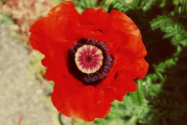 [poppy2[4].jpg]