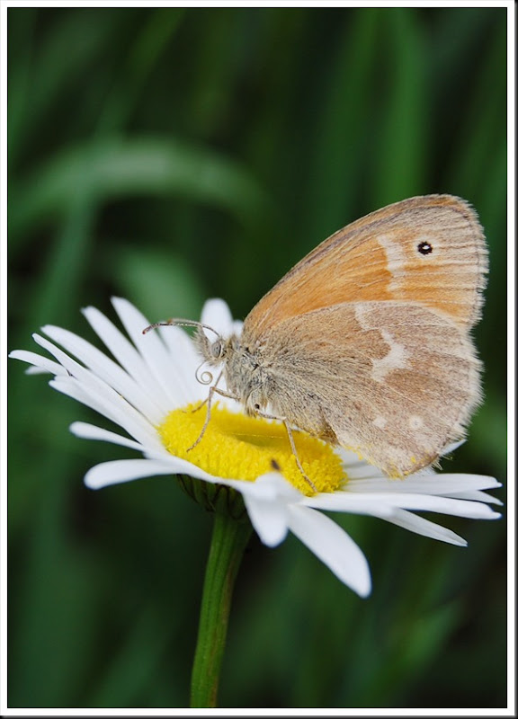 Ringlet Butterfly & Daisy