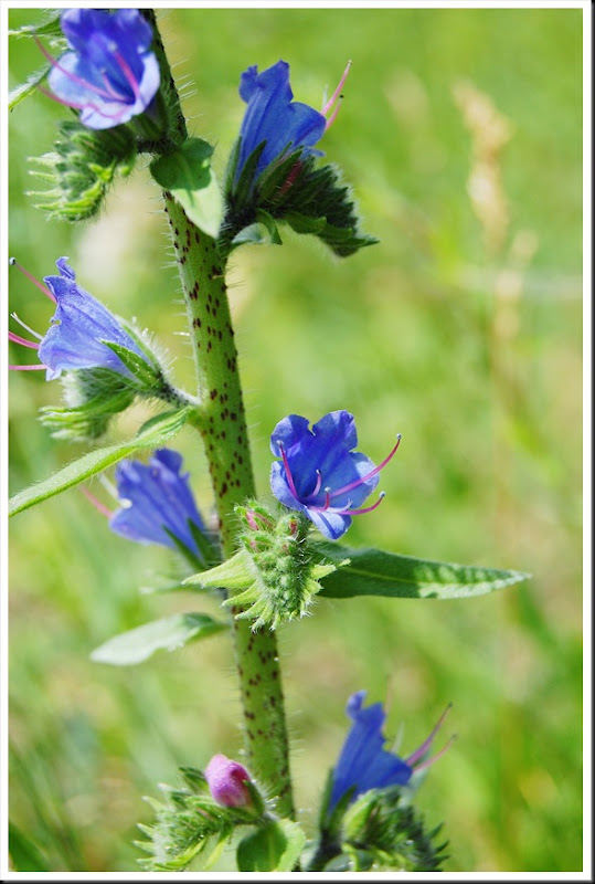 Bugloss