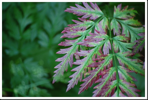 pink fern