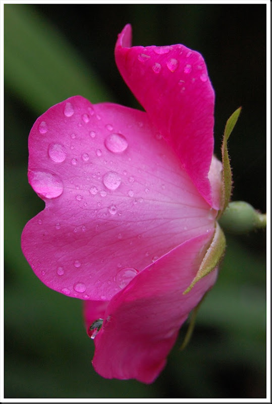 Rose raindrops