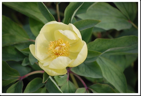 yellow peonies