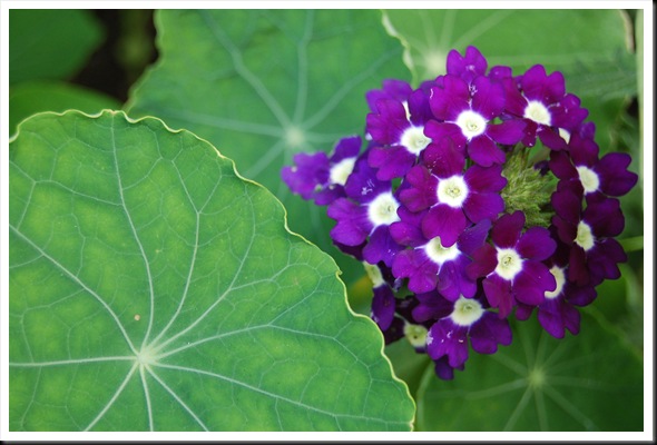 Algonquin Flowers (26)