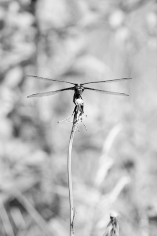 [Dragonfly totem pole BW[4].jpg]