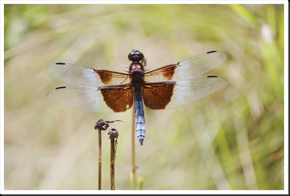 Dragonfly 2