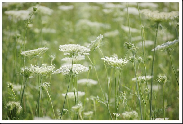 queen annes lace