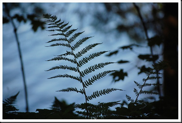 Fern Silhouette