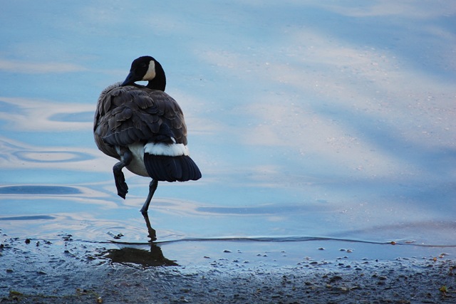 [Preening Goose[4].jpg]