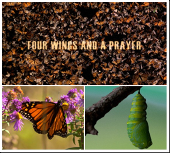 four_wings_02