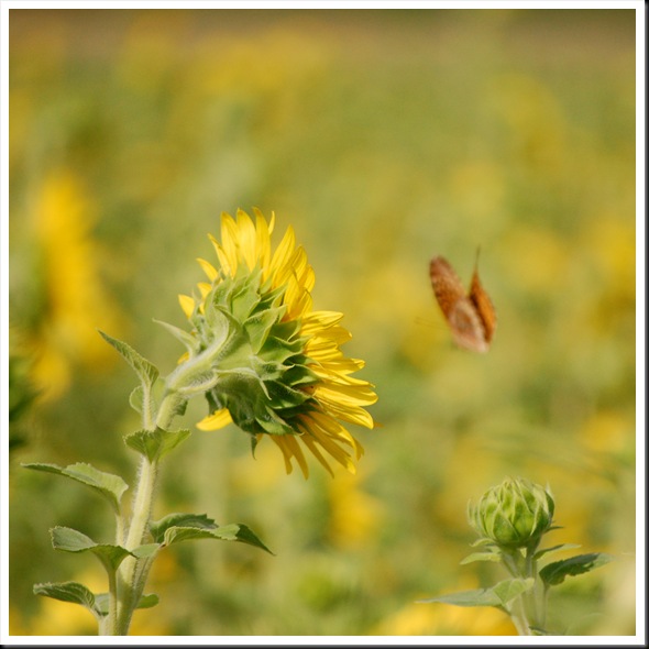 SF Butterfly Out of Focus