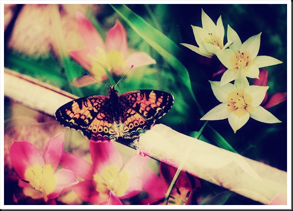 BUTTERFLIES Northern Tulips 57