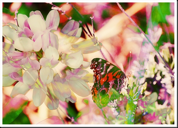 BUTTERFLIES Painted Lady Crown 57 TWO