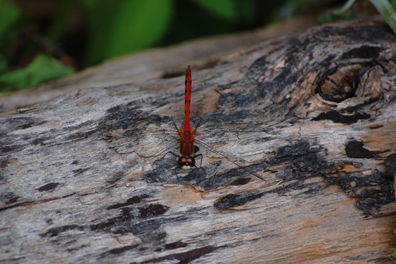 [red dragonfly[2].jpg]