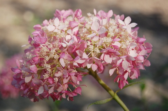 [hydrangeas miniature[2].jpg]