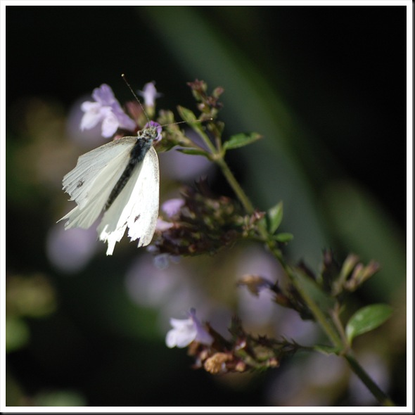 cabbage white torn wing