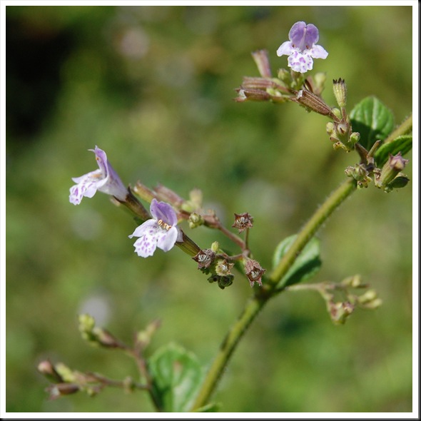 purple tiny
