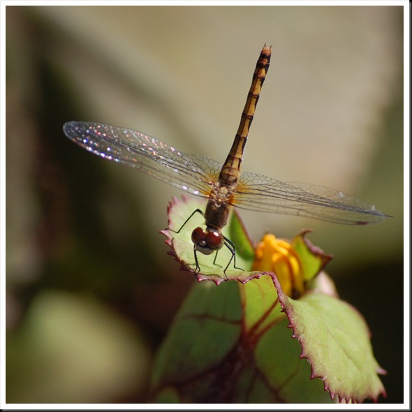 dragonfly square