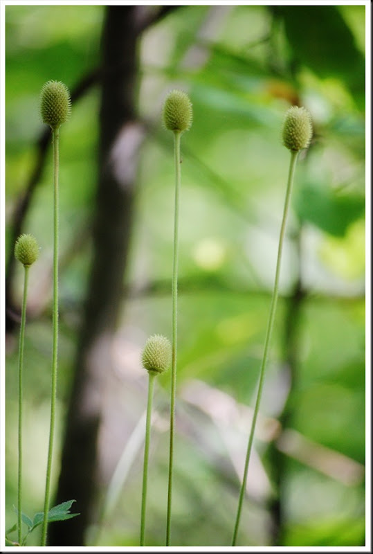 Stems