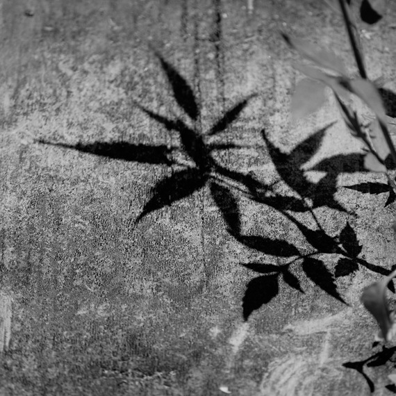 [BW shadow leaf[2].jpg]