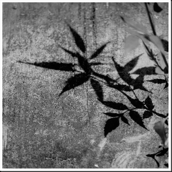 BW shadow leaf