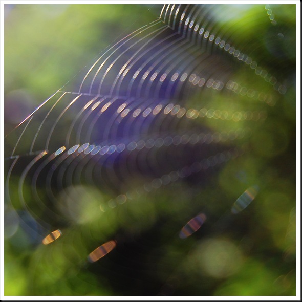 Web Square 2