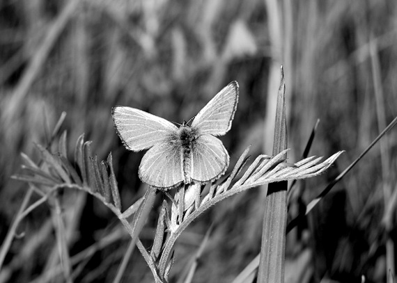 [BW Butterfly Silvery Blue[2].jpg]
