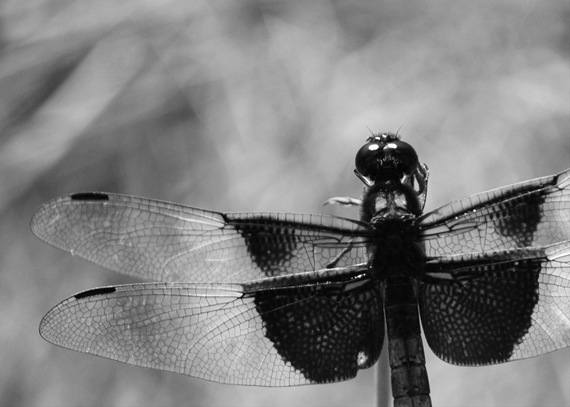 [BW Dragonfly 2[2].jpg]