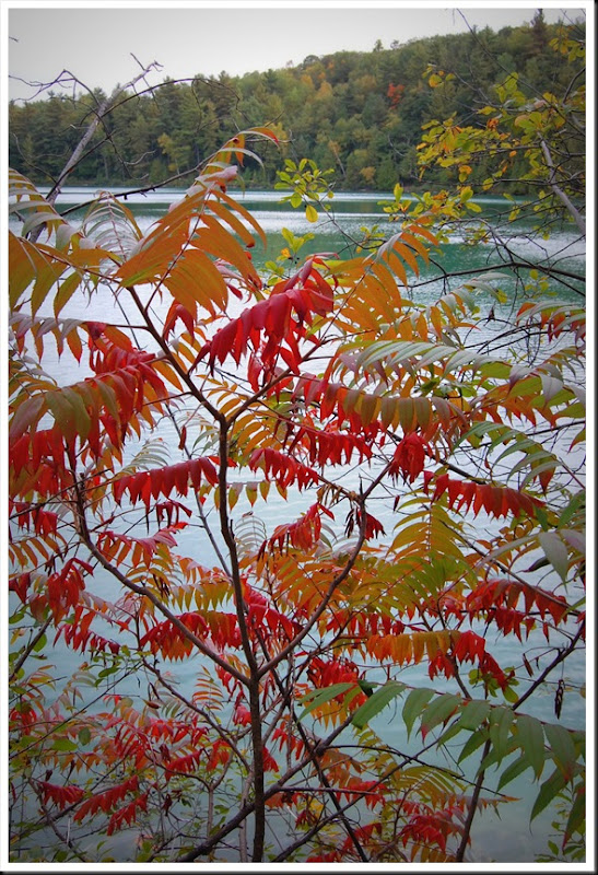 Sumac (1)
