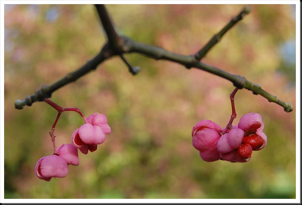 Euonymus 1