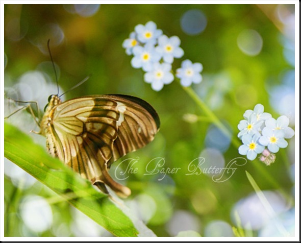 BUTTERFLIES - FORGET ME NOT BROWN 810 WM