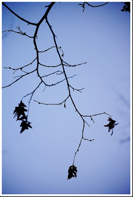 Branch silhouette