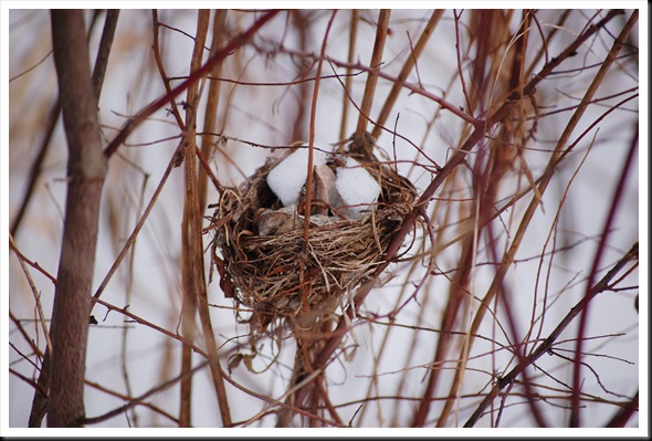 Nest