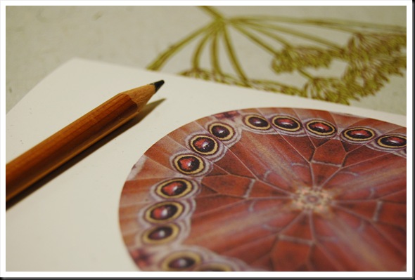 MANDALA CARDS MORPHO CROP