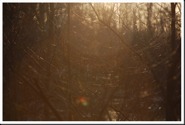 SPIDERWEB LIGHT BRANCHES