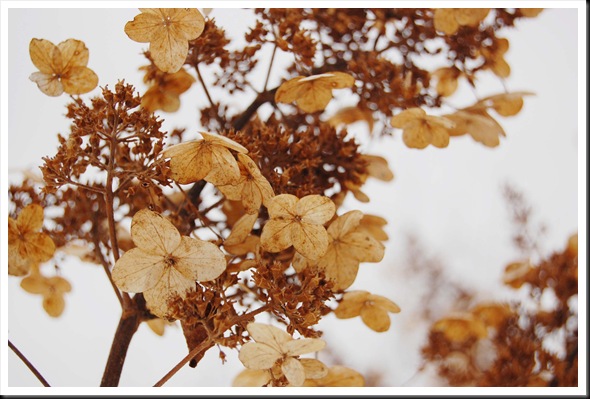 winter hydrangea