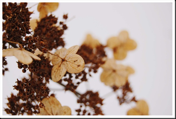 winter hydrangea branch