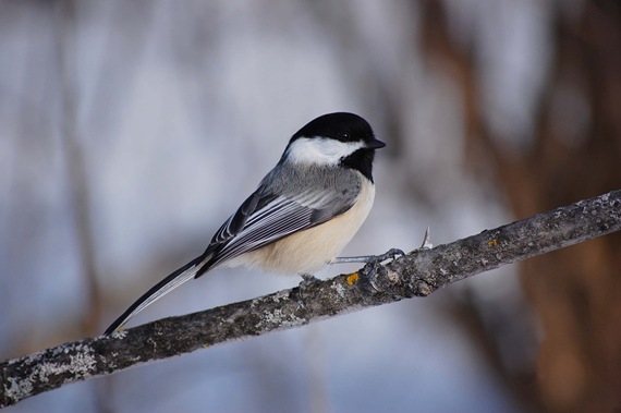 [chickadee[2].jpg]
